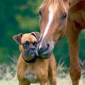 Meet your Posher, Addy